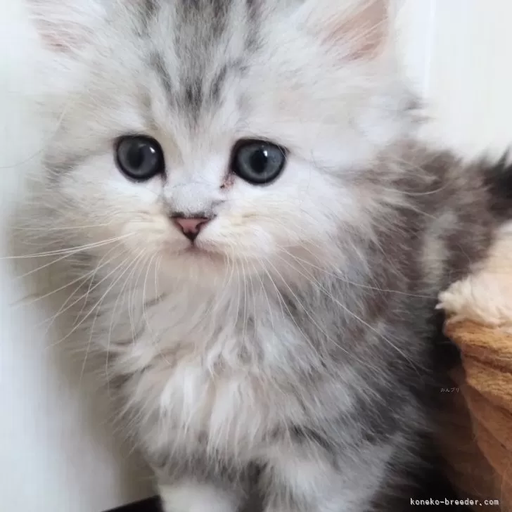 ID：2404-02222の子猫
