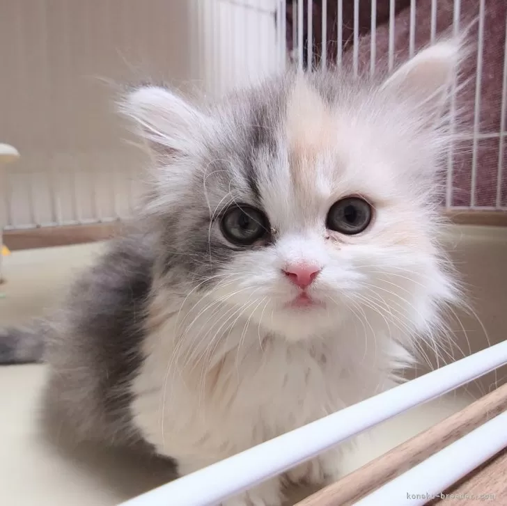 ID：2411-01605の子猫
