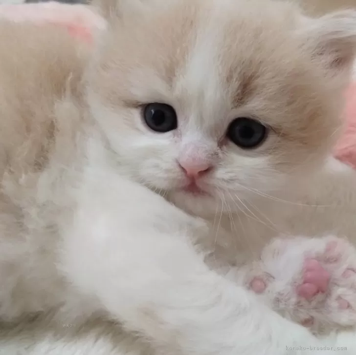 ID:2405-03388の子猫
