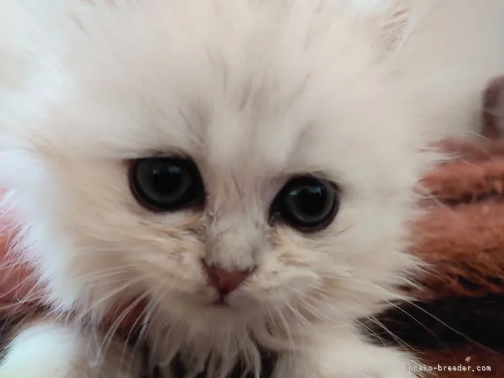 ID：2111-01660の子猫
