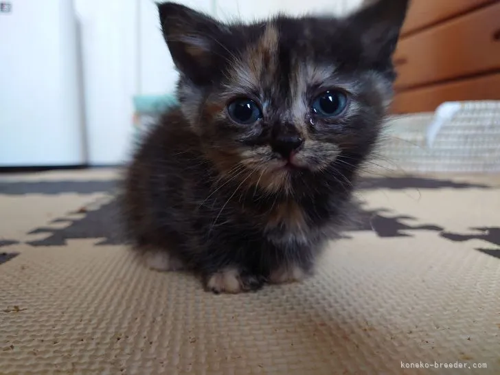 ID:2110-02288の子猫