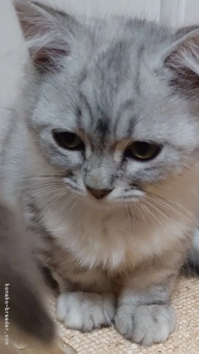 ID:2106-01929の子猫