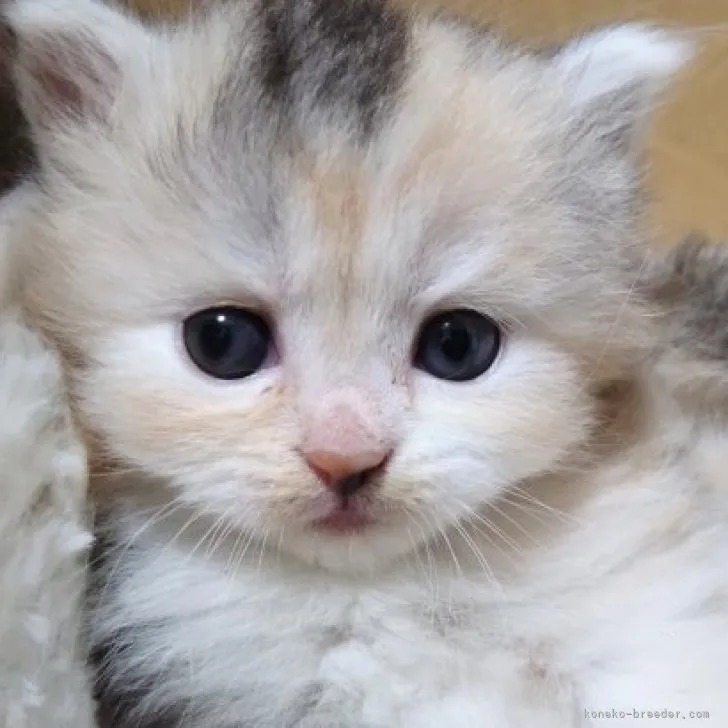 ID:2309-01865の子猫