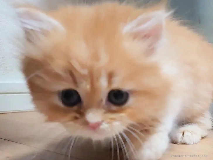 ID:2111-01709の子猫