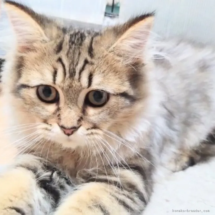ID：2307-02786の子猫