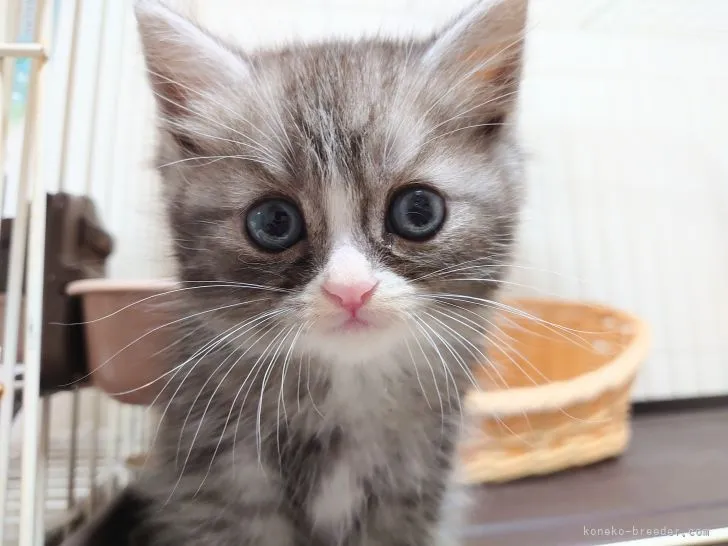 ID:2204-00514の子猫