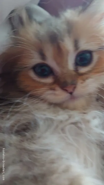 ID:2106-00326の子猫