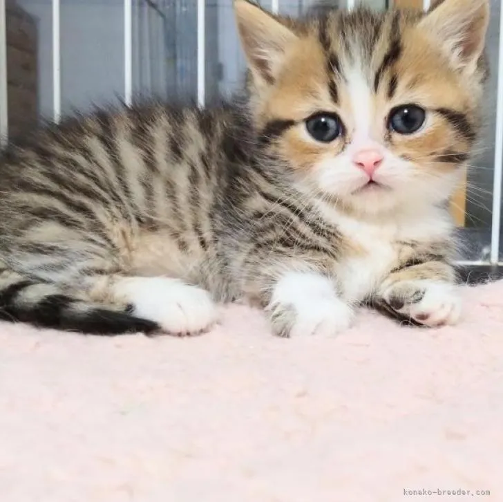 ID:2302-01347の子猫