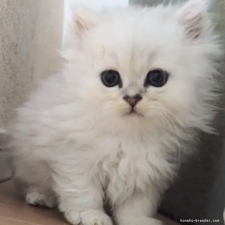 ID：2311-01643の子猫