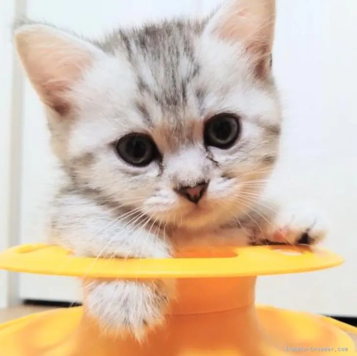 ID:2208-02661の子猫