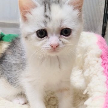 ミヌエット(長足)【愛知県・女の子・2024年2月1日・シルバーパッチドタビー】の写真「期間限定募集の女の子」