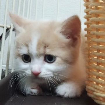 マンチカン【愛知県・男の子・2022年7月30日・クリームタビーホワイト】の写真「タレ目で真ん丸♡オッドアイの男の子♡」