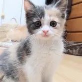 マンチカン(長足)【愛知県・女の子・2023年2月4日・ブルーパッチドタビーホワイト】の写真3「4/3撮影しました」