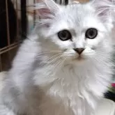 ミヌエット(長足)【愛知県・男の子・2025年9月2日・チンチラシルバー】の写真14