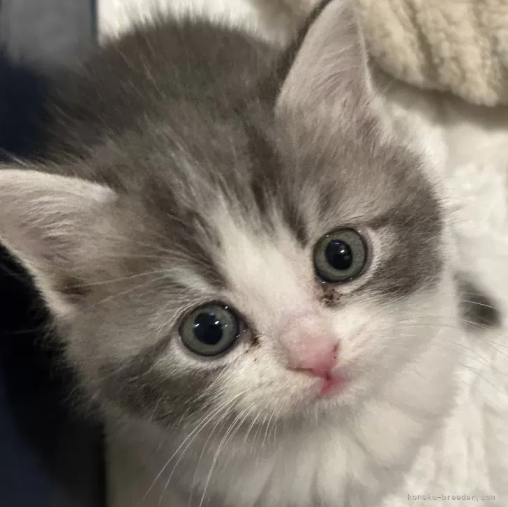 ID:2501-02223の子猫