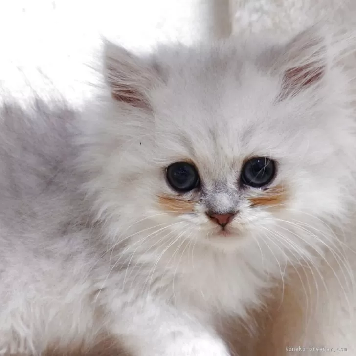 ID：2508-02404の子猫