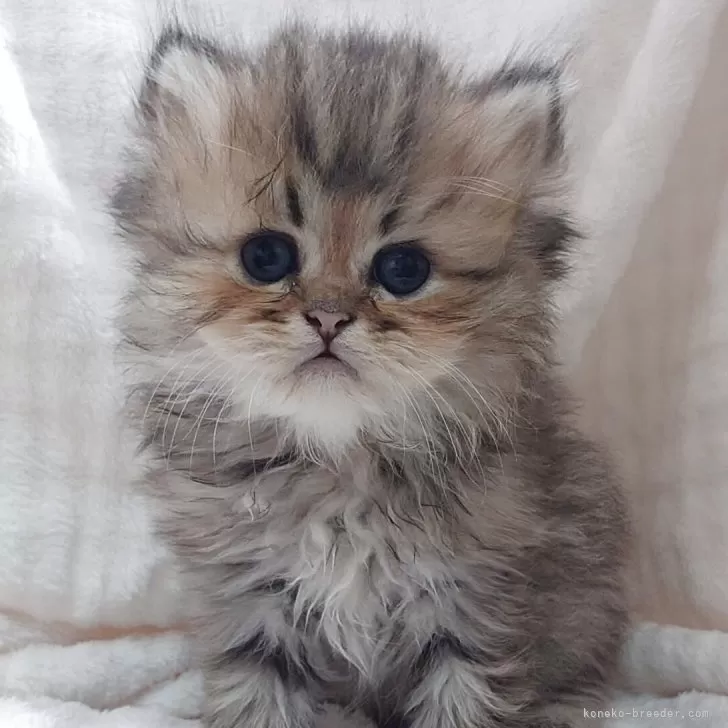 R.S 様のお迎えした子猫