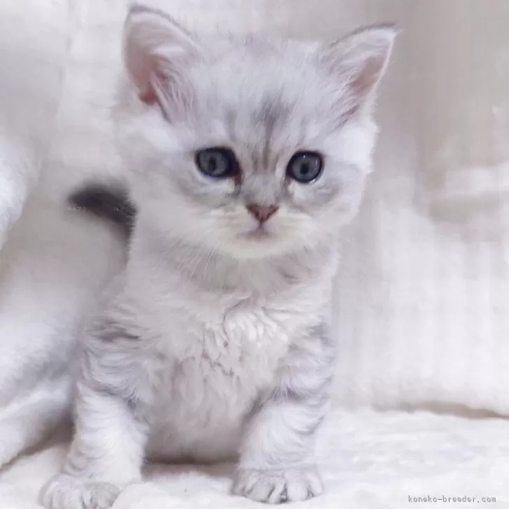 ミヌエット(長足)【愛知県・女の子・2025年10月28日・ブルーパッチドタビー】の写真1