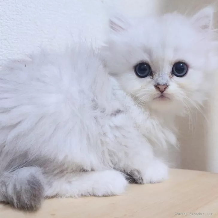 ID:2503-01985の子猫
