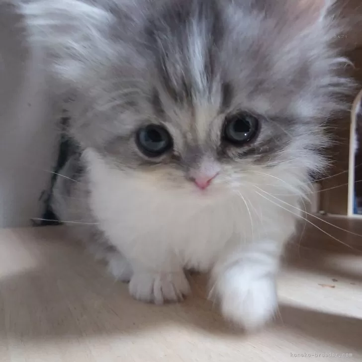 ID:2502-01277の子猫