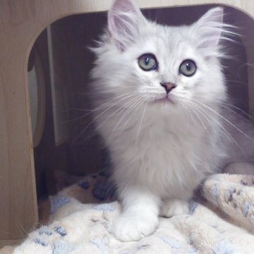 ミヌエット(長足)【愛知県・男の子・2025年9月2日・チンチラシルバー（ロング）】の写真「見学日にそのままお迎えもできます♡」