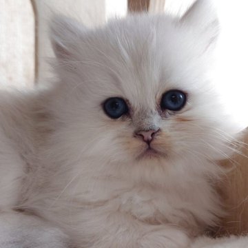 ペルシャ(チンチラ)【愛知県・男の子・2025年10月11日・チンチラ】の写真「とっても元気な男の子♡期間限定募集♡」