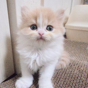 ミヌエット(長足)【愛知県・男の子・2025年3月29日・クリームホワイト（ロング）】の写真「ハチワレのキレイなカラー、甘えん坊な可愛い男の子♡」