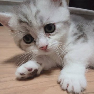 ミヌエット【愛知県・男の子・2024年12月10日・シルバータビーホワイト】の写真「当猫舎おすすめ♪人懐こい短足の男の子♡」