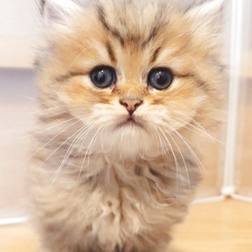 ペルシャ(チンチラ)【愛知県・男の子・2025年5月10日・チンチラゴールデン】の写真「7月10日頃までの限定募集♪とっても可愛い男の子♡」