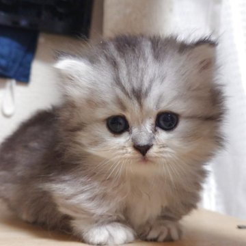 ミヌエット(短足)【愛知県・女の子・2025年9月2日・シルバータビー（ロング）】の写真「極短足、長毛の人懐こい女の子♡」