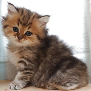ペルシャ(チンチラ)【愛知県・男の子・2025年9月22日・チンチラゴールデン】の写真「好奇心旺盛で可愛いモフモフ男の子♡」