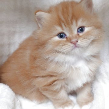 スコティッシュフォールド(立ち耳)【愛知県・女の子・2025年10月26日・レッドタビーホワイト（ロング）】の写真「フワフワで体格しっかり♡くつ下はいてる女の子♡」