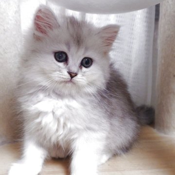 ミヌエット(長足)【愛知県・男の子・2025年9月2日・チンチラシルバー(ロング)】の写真「長足まん丸の男の子♡」