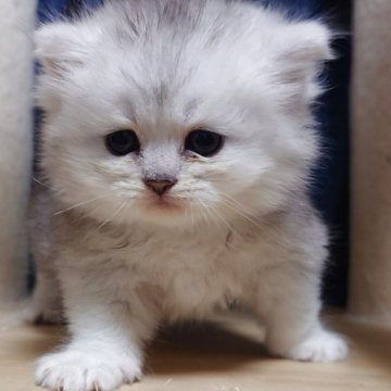 ミヌエット(長足)【愛知県・男の子・2025年9月2日・チンチラシルバー（ロング）】の写真「長足まん丸♡当猫舎オススメの男の子♡」
