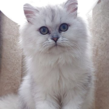 ペルシャ(チンチラ)【愛知県・女の子・2025年6月20日・チンチラシルバー】の写真「人懐こく小柄な女の子♡」