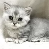 ミヌエット(短足)