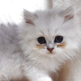 ペルシャ(チンチラ)