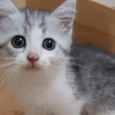 ミヌエット(長足)