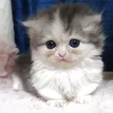 マンチカン(短足)