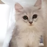 ミヌエット(長足)