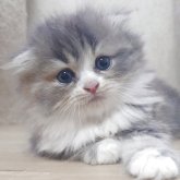 スコティッシュフォールド(折れ耳)