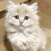 マンチカン(長足)