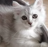 ミヌエット(長足)【愛知県・男の子・2025年9月2日・チンチラシルバー】の写真1