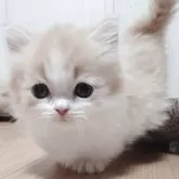 ミヌエット(短足)【愛知県・男の子・2025年3月29日・クリームホワイト】の写真1