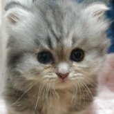 マンチカン(短足)