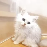 ペルシャ(チンチラ)