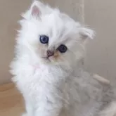 ペルシャ(チンチラ)