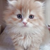 スコティッシュフォールド(折れ耳)