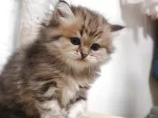 ペルシャ(チンチラ)【愛知県・男の子・2025年9月22日・チンチラゴールデン】の写真2