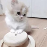 ミヌエット(短足)【愛知県・男の子・2025年3月29日・クリームホワイト】の写真2